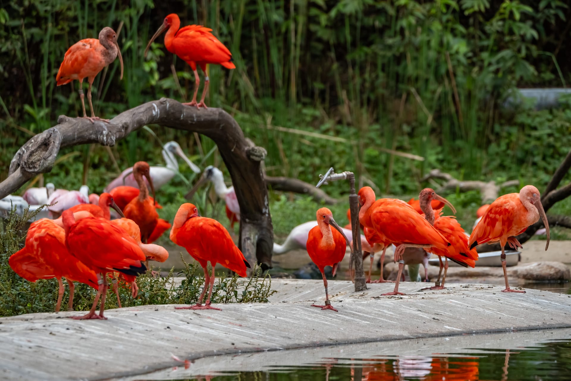 views-around-bird-paradise-mandai-reserve