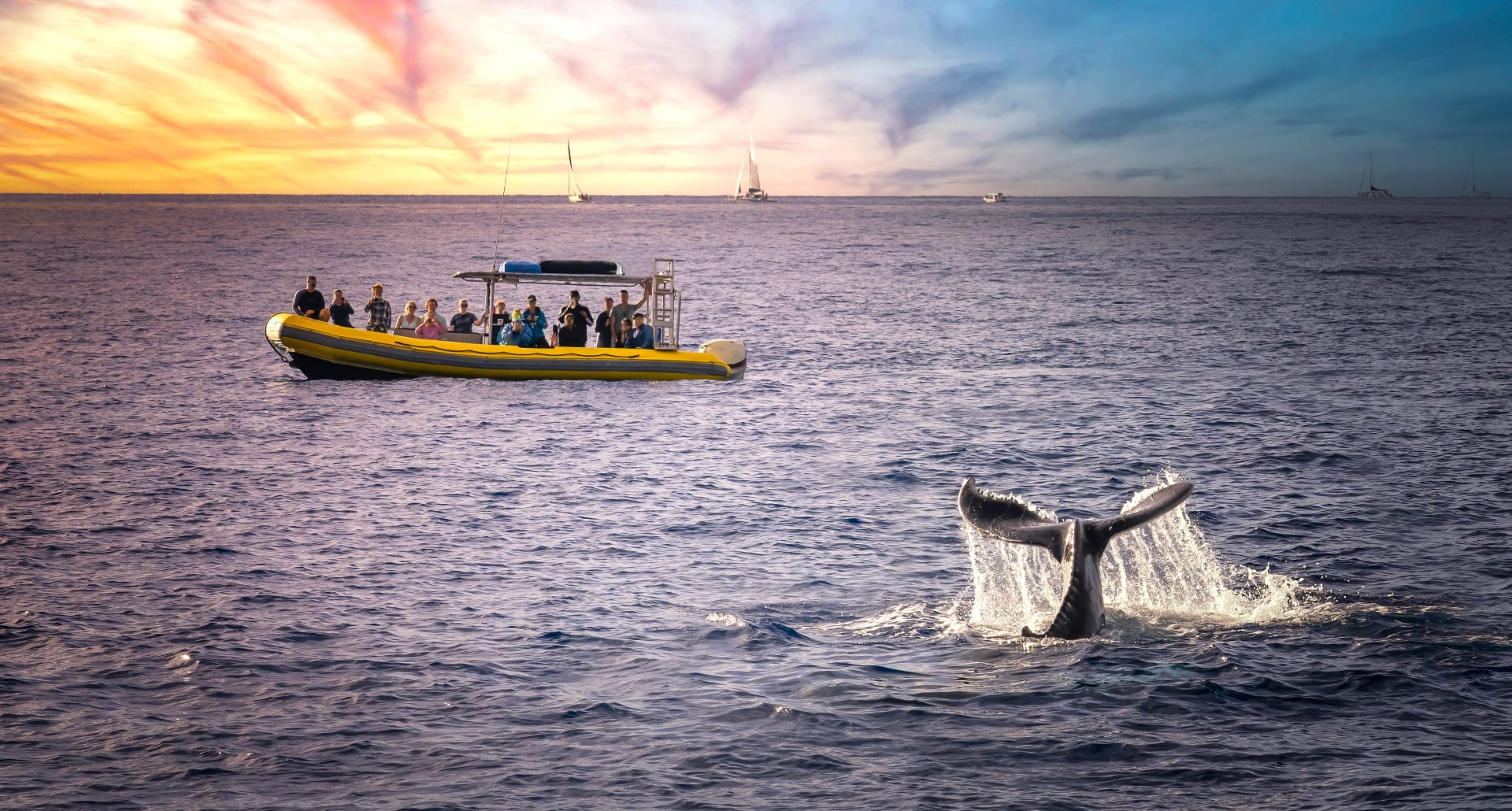 whale-watching-hawaii-islands