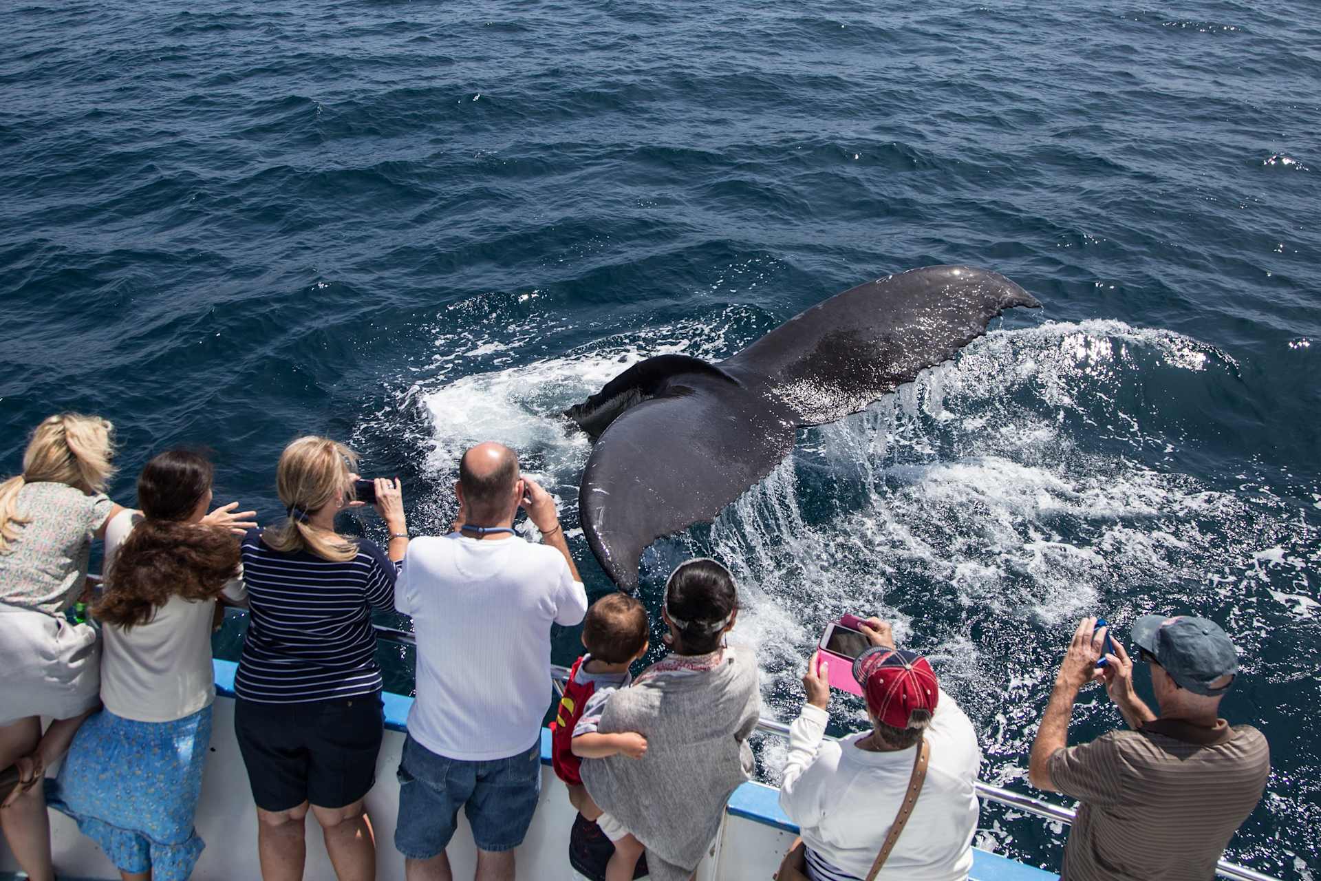 Whale Watch & Dolphin Tour