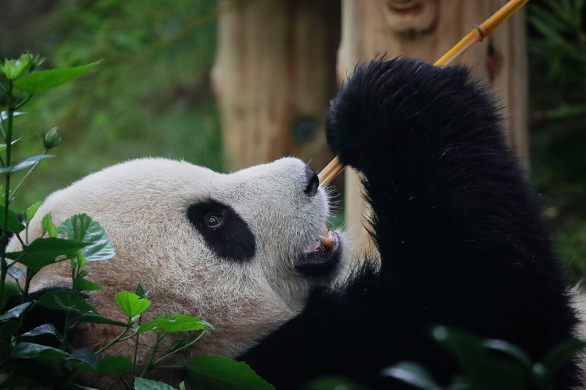 xin-bao-female-panda-eats-bamboo