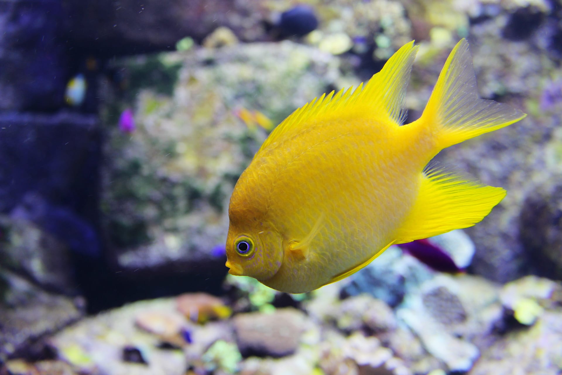 yellow-fish-lost-chambers-aquariumatlantis-palm