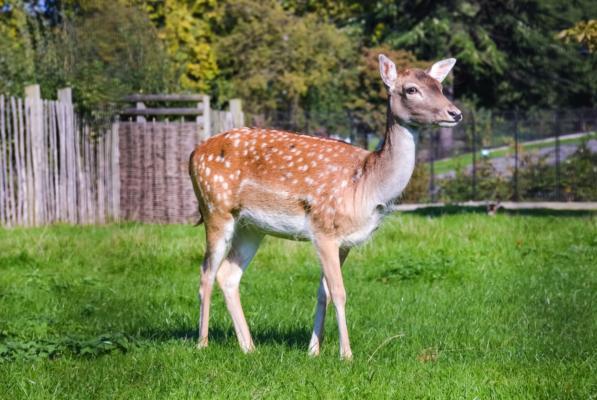 young-deer-clissold-park-stoke-newington