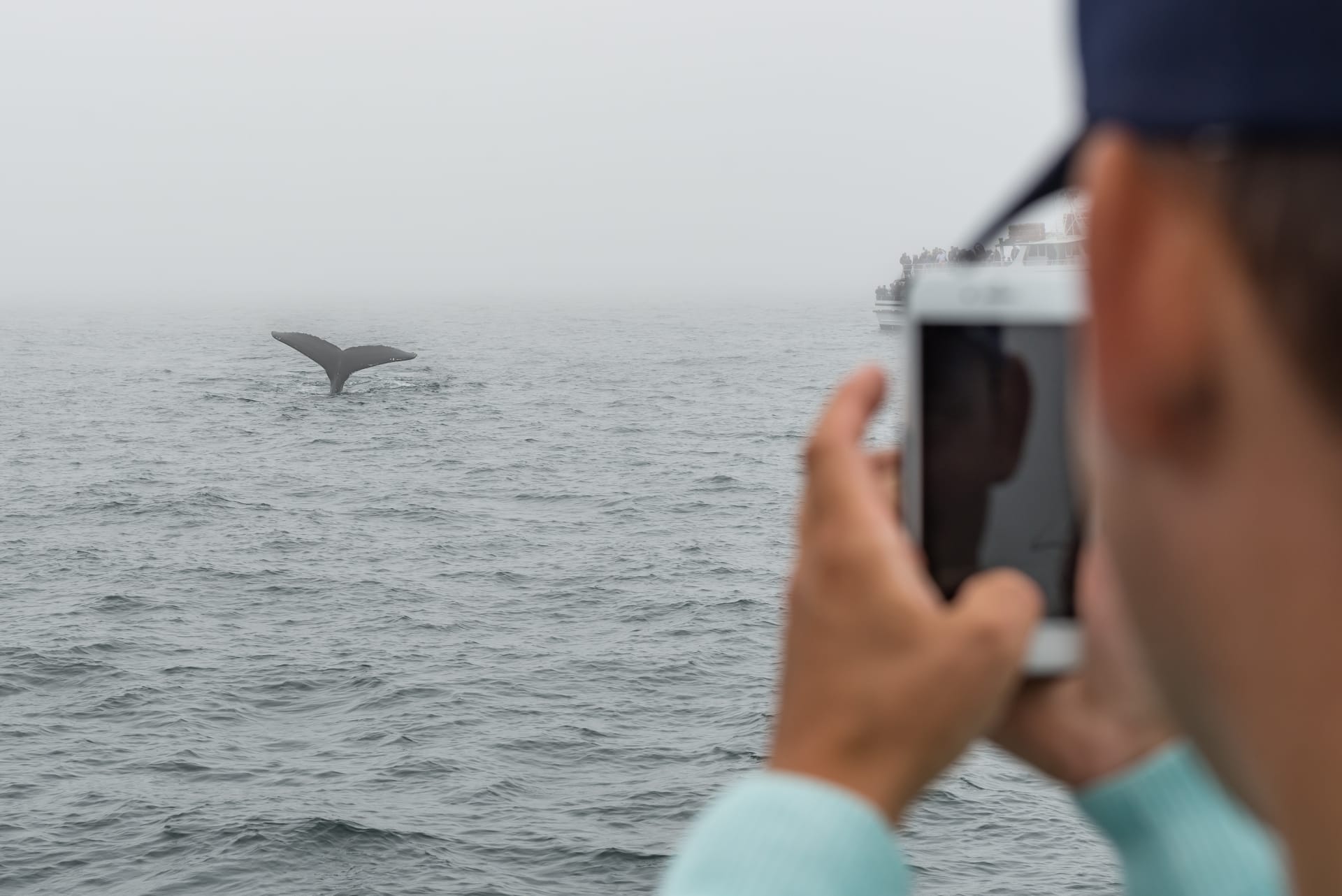 young-man-takes-photo-humpback-whale