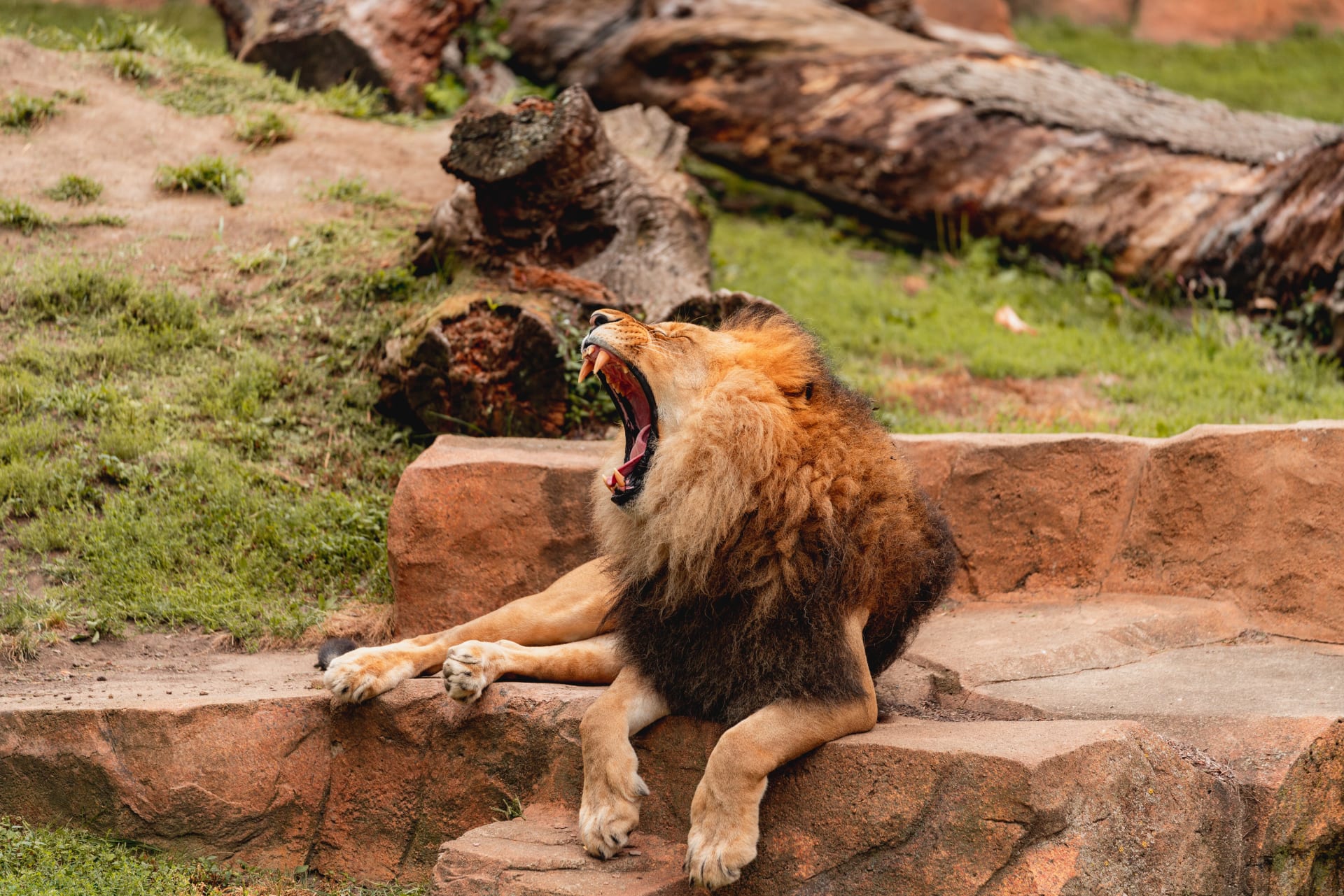 zoo-animals-brookfield