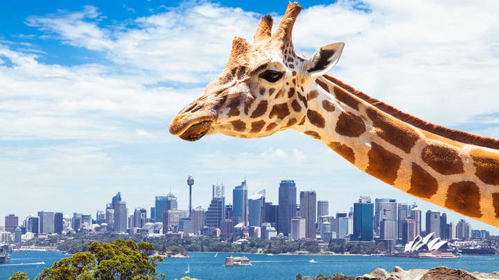 Giraffe at Taronga Zoo in Sydney