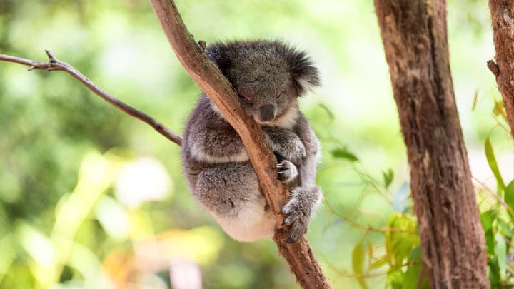 Koala in a Sydney wildlife reserve