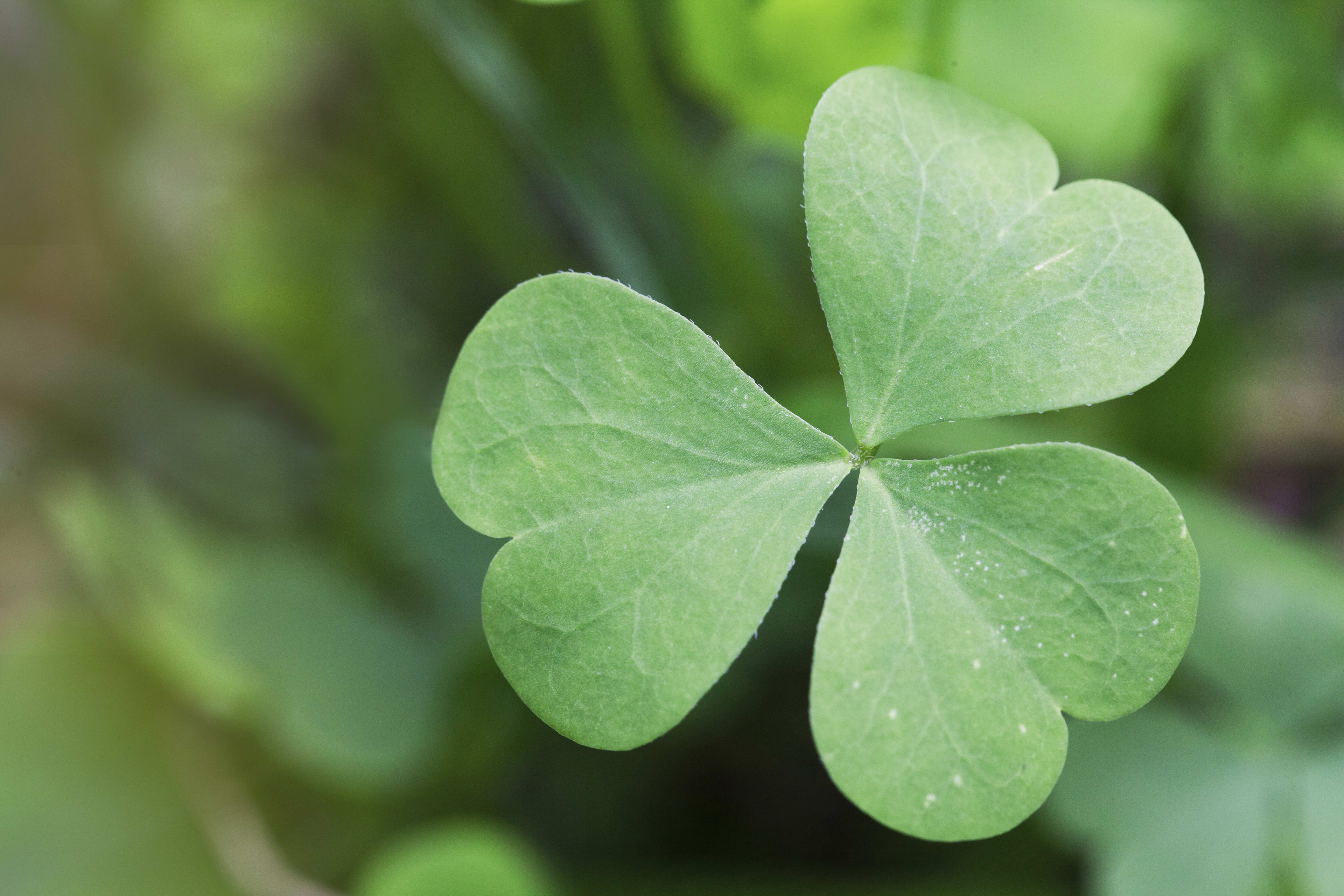 A green three-leafed shamrock