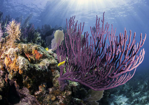 Key Largo marine life