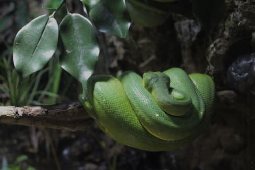 Snake at London zoo