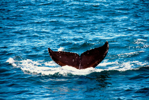 Whale watching San Diego