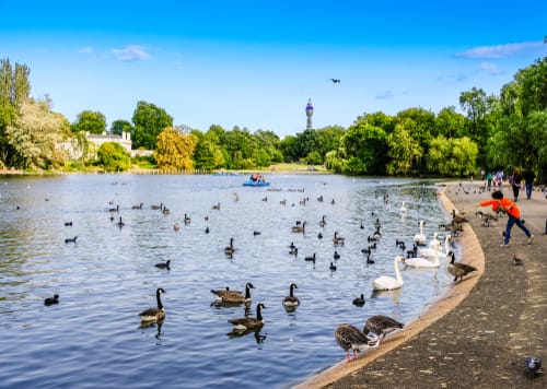 Ducks in London