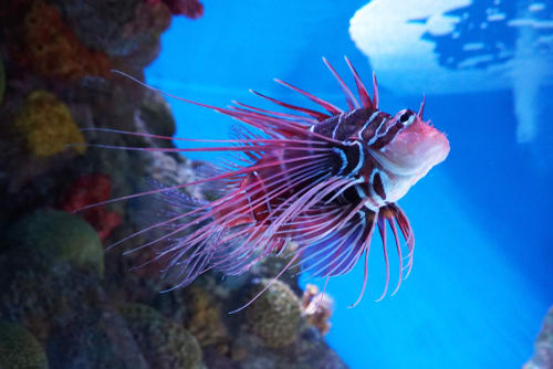 New England aquarium fish