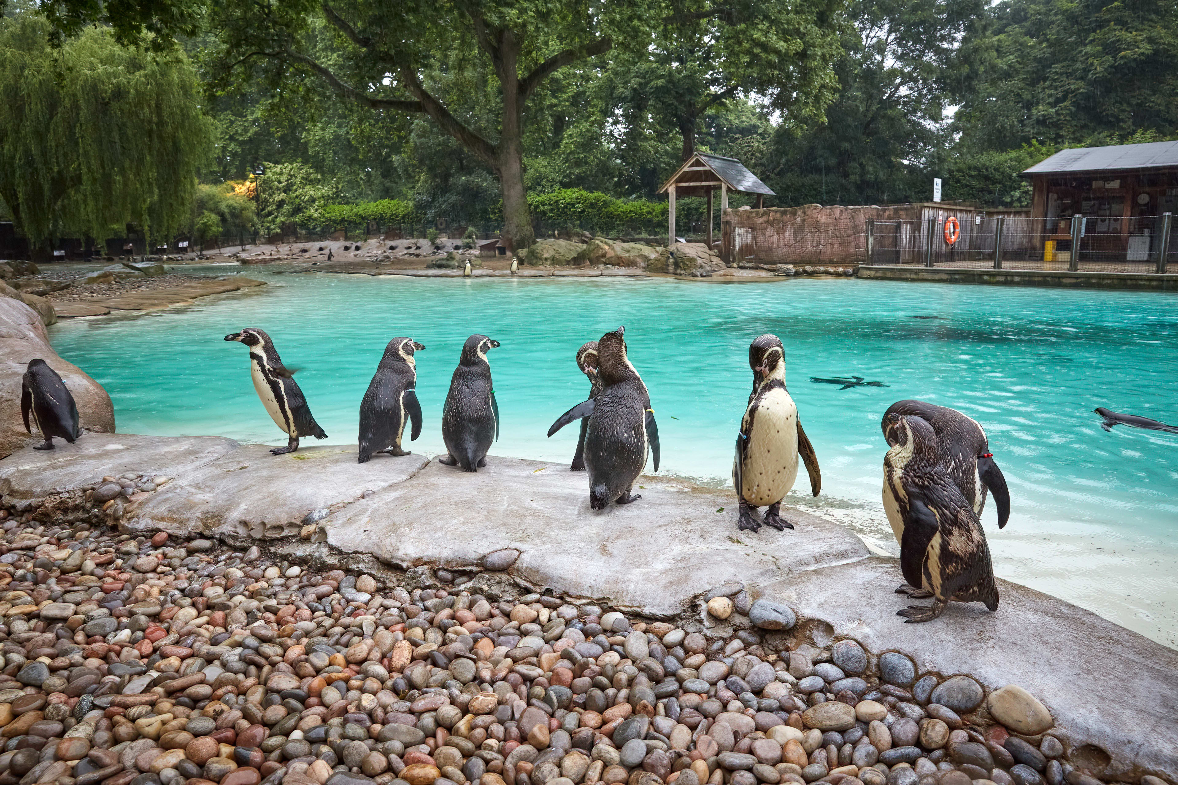 Zoológico de Londres