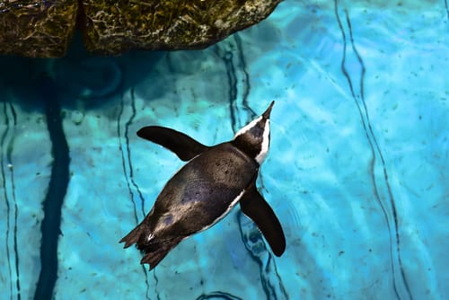 New England Aquarium