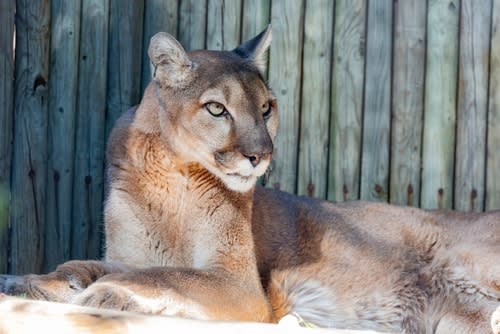 L.A. Zoo