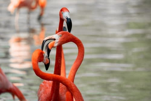 San Antonio Zoo flamingos
