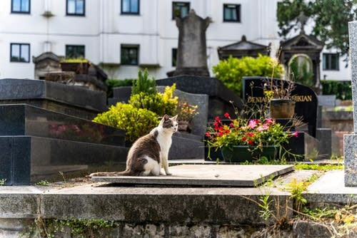 Cat in Paris cemetery