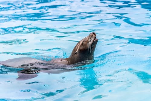 Sea Lions Aquarium of the Pacific