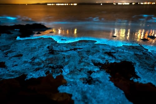 Bioluminescence