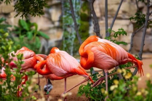 San Antonio zoo