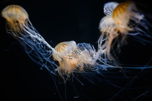 Birch Aquarium