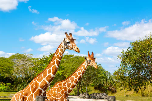 Miami zoo giraffes