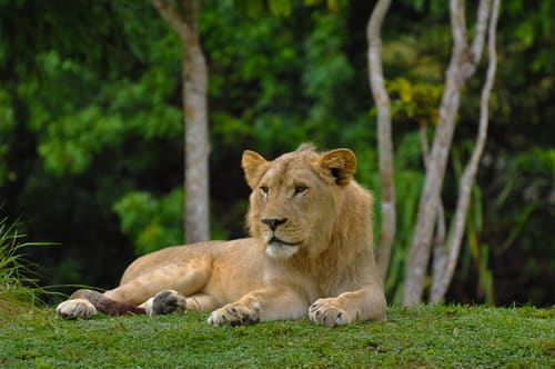 Lion Country Safari