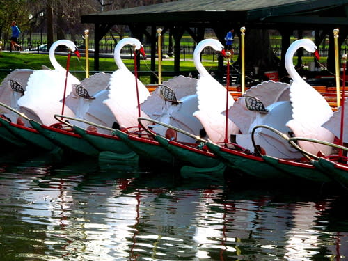 Swan boats