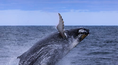 Whale watching