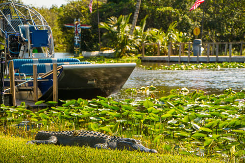 Airboat through the Everglades