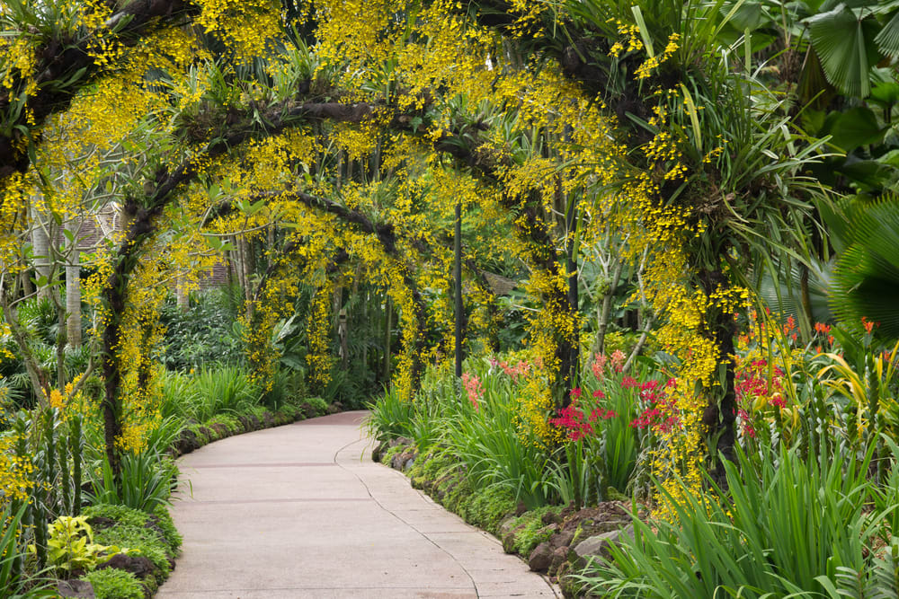 Singapore Botanic Gardens 