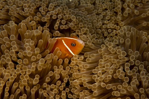 Clownfish