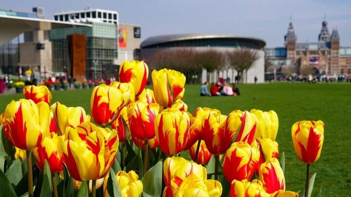 The Van Gogh Museum behind a sea of tulips