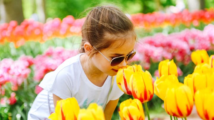 Young girl smelling red-and-yellow tulips at Keukenhof