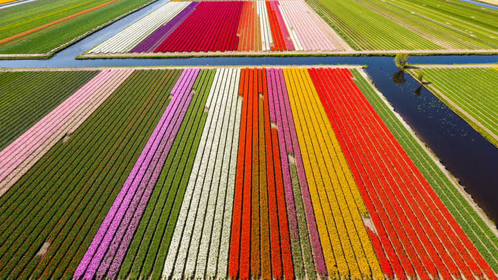 Colorful flower fields in the Netherlands