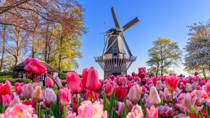 Tulipanes y molino de viento de Keukenhof. Excursión de un día desde Ámsterdam.