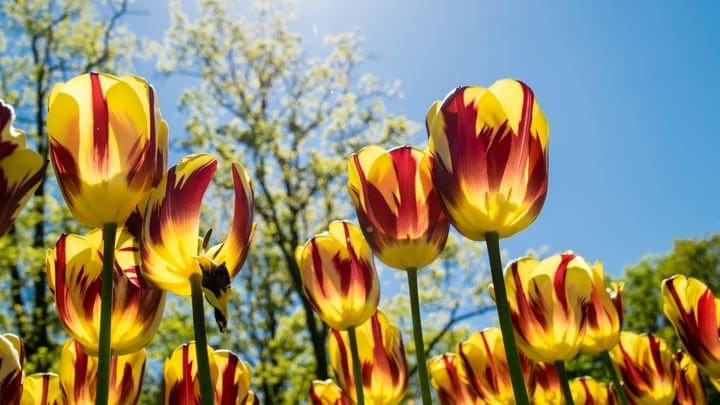 Colorful tulips at Keukenhof