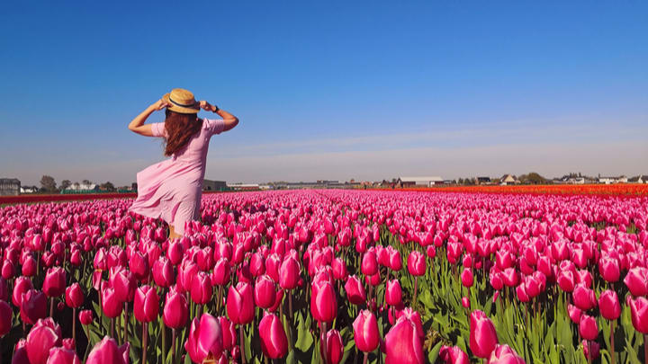 Tulpen auf einem Feld auf dem Keukenhof Amsterdam