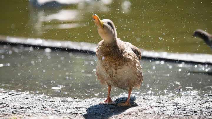 A duckling shaking its feathers in Westerpark