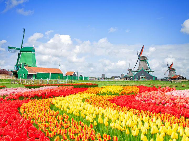 Tulips and windmills at Zaanse Schans in the Netherlands