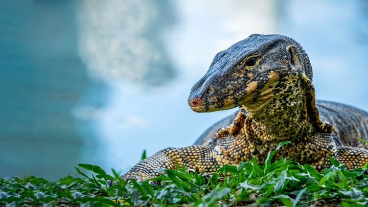 A watchful water monitor lizard in Lumpini Park, Bangkok