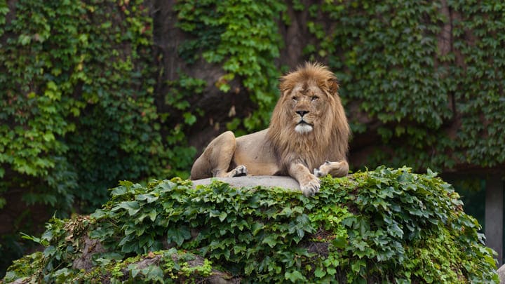 Real lion at Lincoln Park Zoo in Chicago