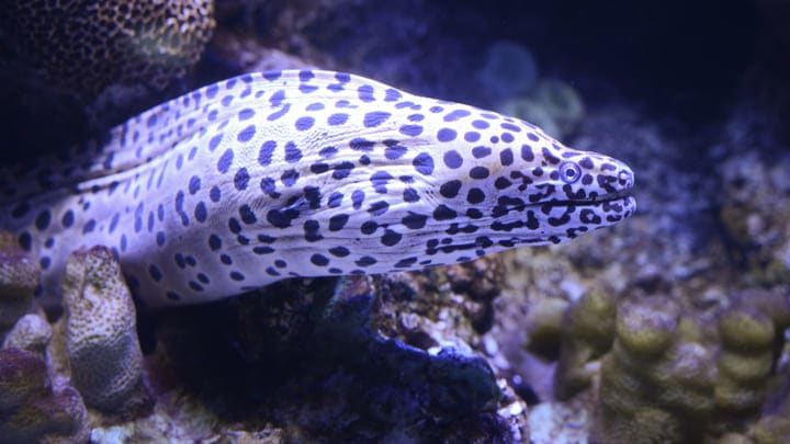 Acuario Shedd, Chicago. Cosas que ver en Chicago por la noche.