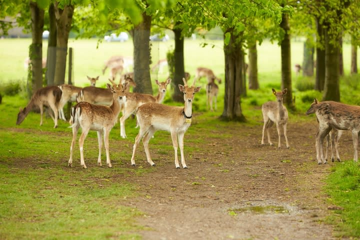 Phoenix Park, Dublín. Cosas que hacer en Dublín con adolescentes.