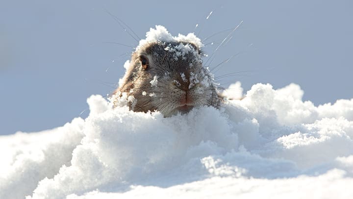 A marmot in the snow