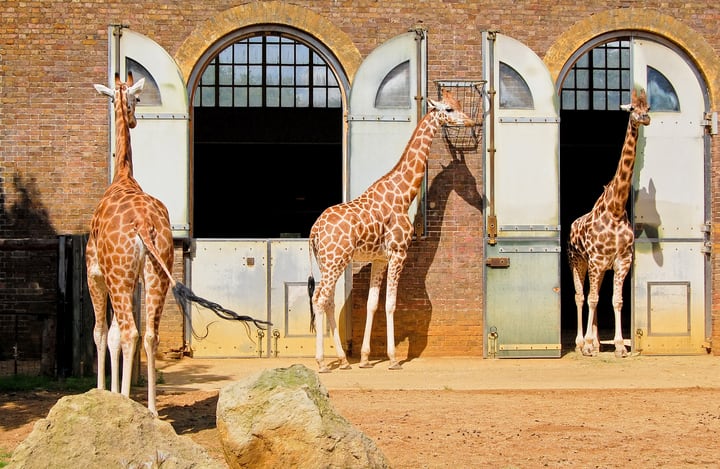 Zoológico de Londres. Cosas que ver en el norte de Londres.