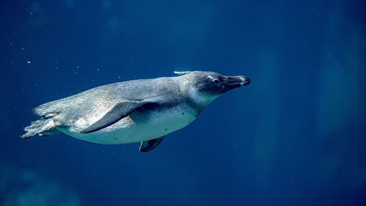 Gentoo penguin having a swim