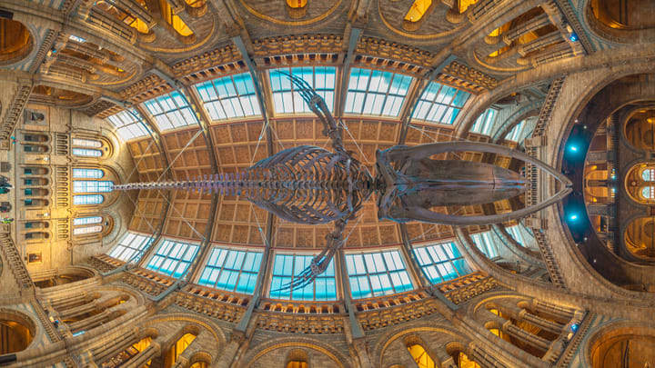 Museo de Historia Natural. Top 10 cosas que ver en Londres.