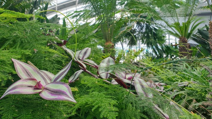 The Sky Garden at the top of London's Fenchurch Building