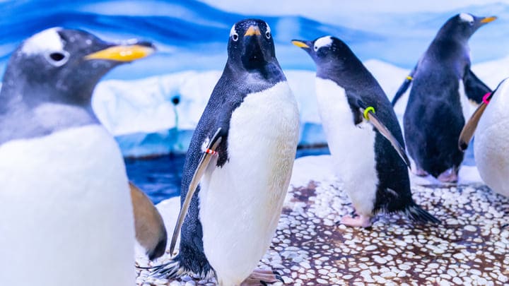 Gentoo penguins at SEA LIFE London Aquarium